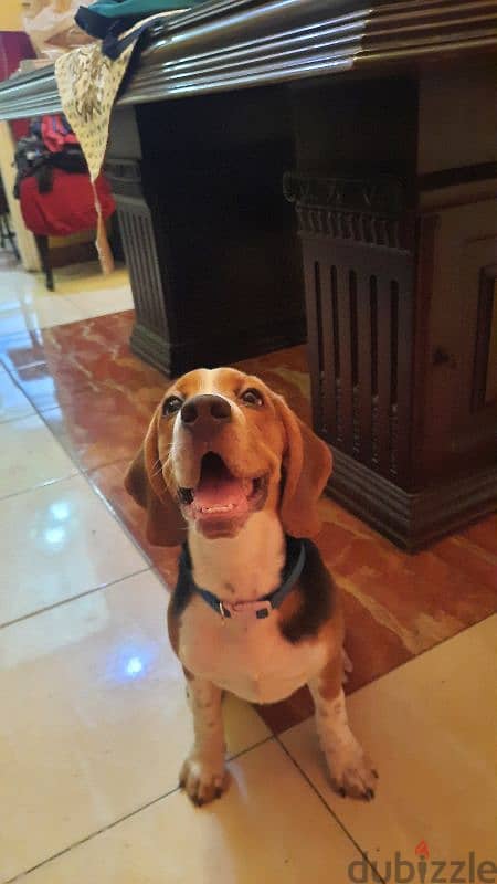 بيجل بيور - pure beagle 0