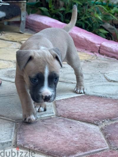 Pitbull Terrier puppies