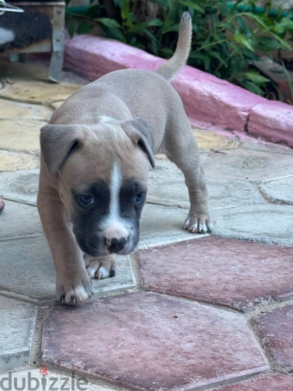 Pitbull Terrier puppies 0