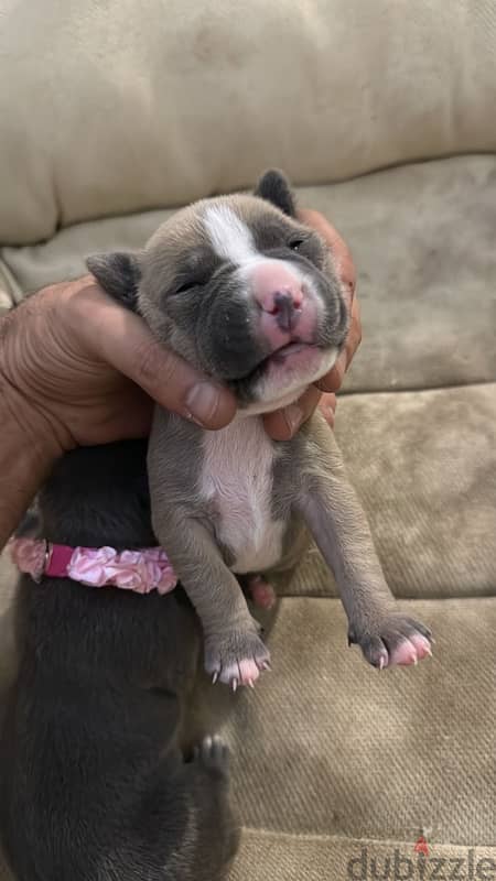 Pitbull Terrier puppies 2