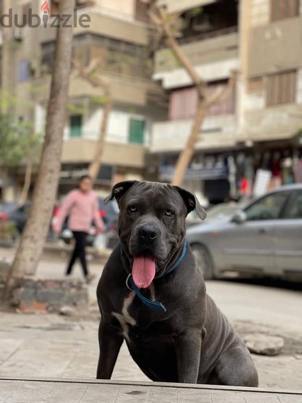 Pitbull Terrier puppies 3