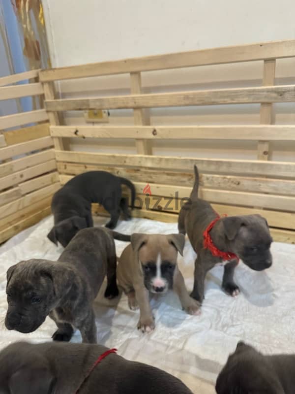 Pitbull Terrier puppies 5