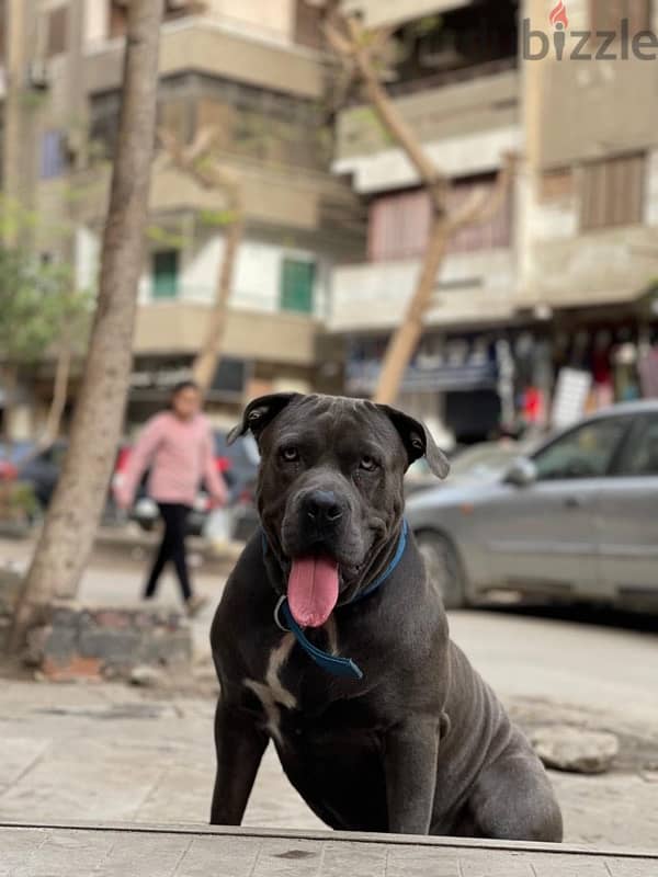 Pitbull Terrier 5