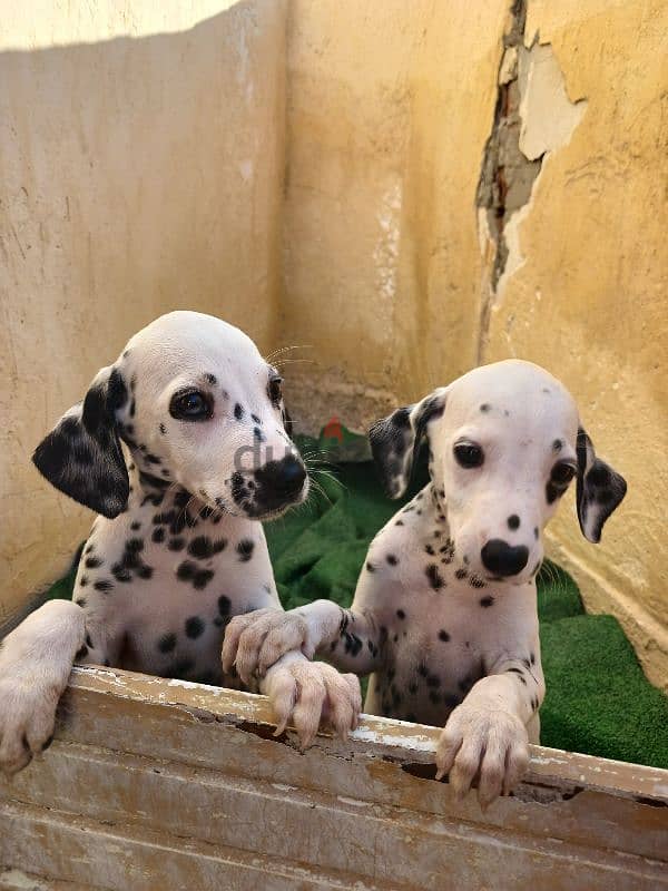 Dalmatian puppies 1