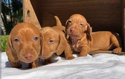 Dachshund puppy