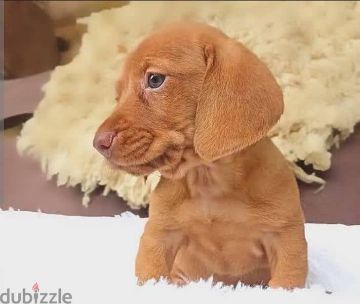 Dachshund puppy 1