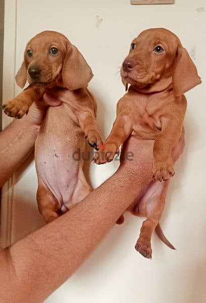 Dachshund puppy 3