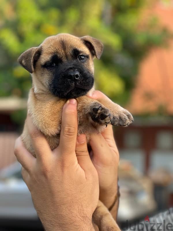 puppy english bulldog 0