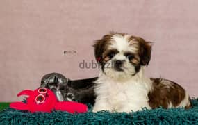 55 days old shih tzu puppies,vaccinated,imported parents,