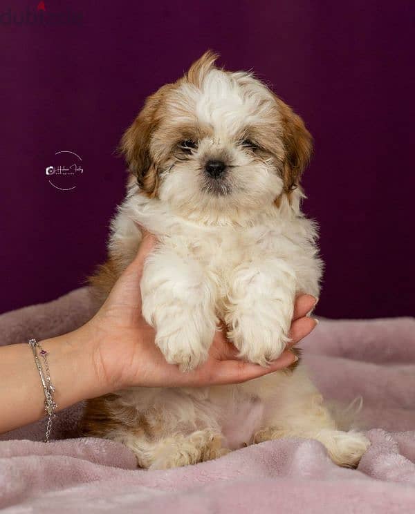 55 days old shih tzu puppies,vaccinated,imported parents, 1