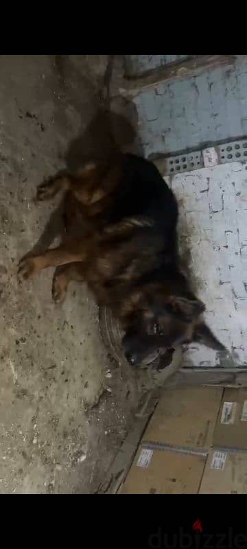 German shepherd male 2