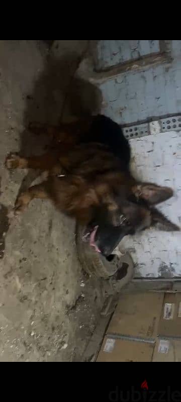 German shepherd male 3