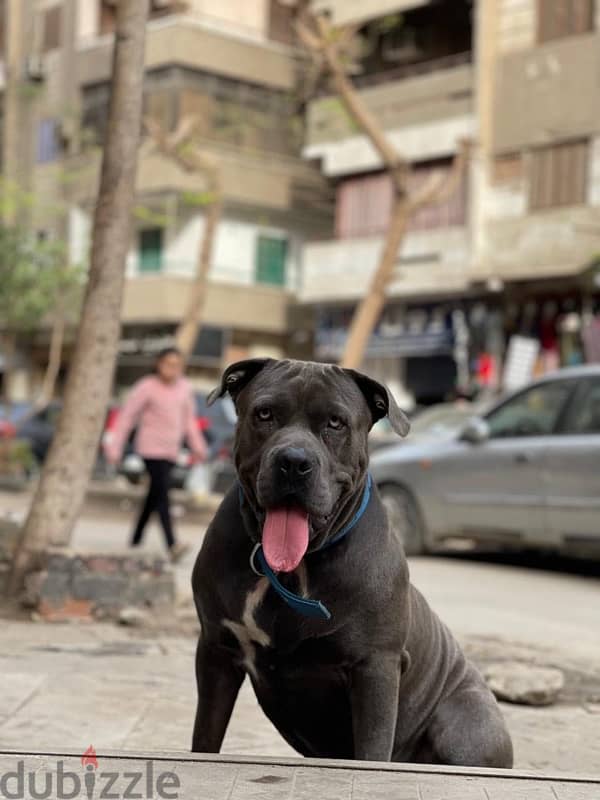 Pitbull Terrier 6