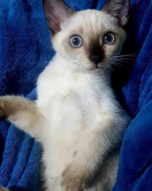 سيامي سيامى كيتن بيور siamese kitten 0