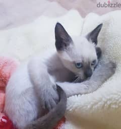 سيامي سيامى كيتن بيور siamese kitten 0