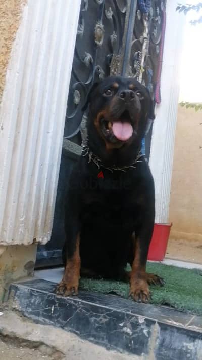 كلب روت وايلر الماني  Rottweiler male