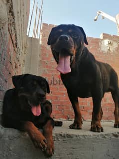 كلب روت وايلر الماني بيور Rottweiler male 0