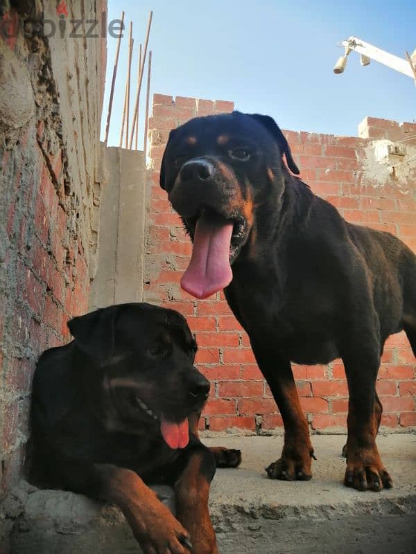 كلب روت وايلر الماني بيور Rottweiler male 3