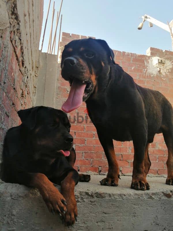 كلب روت وايلر الماني بيور Rottweiler male 4