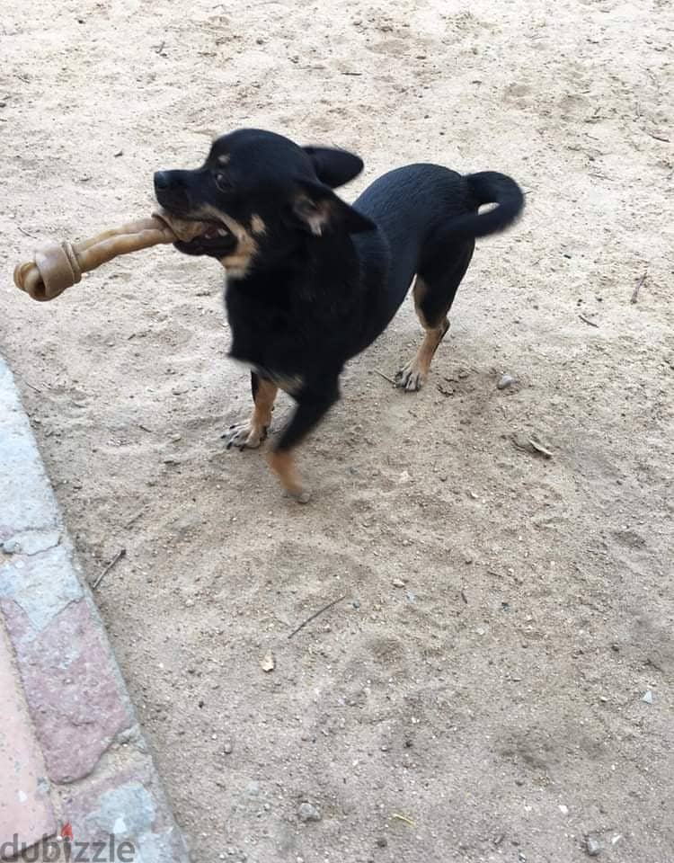 Mexican chihuahua 2