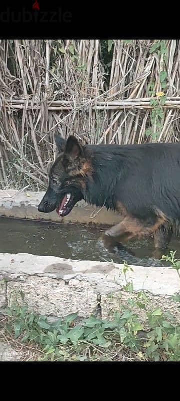 جروايه جيرمن شيبرد german shepard 3