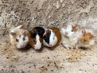 guinea pigs