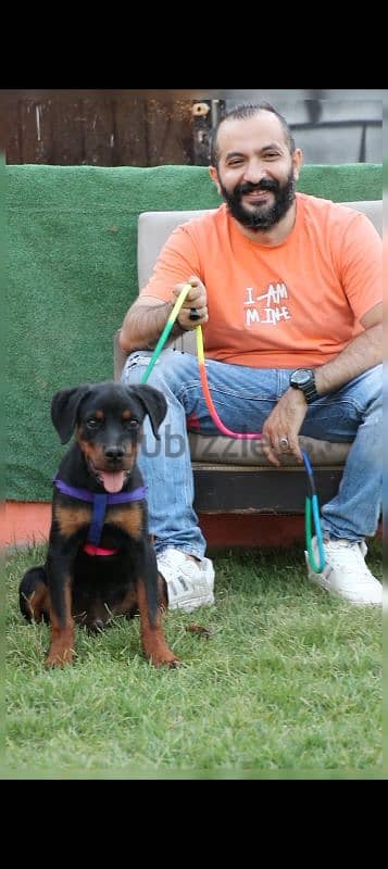 Rottweiler puppy جرو روت رودفايلر