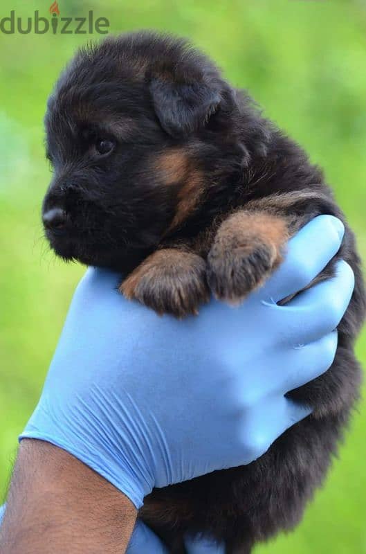 Male German shepherd puppies Female جراوي جيرمن شيبرد ذكر ولد بنت انثي 0