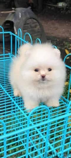 Pomeranian puppies toy  توي بومرينيان 0