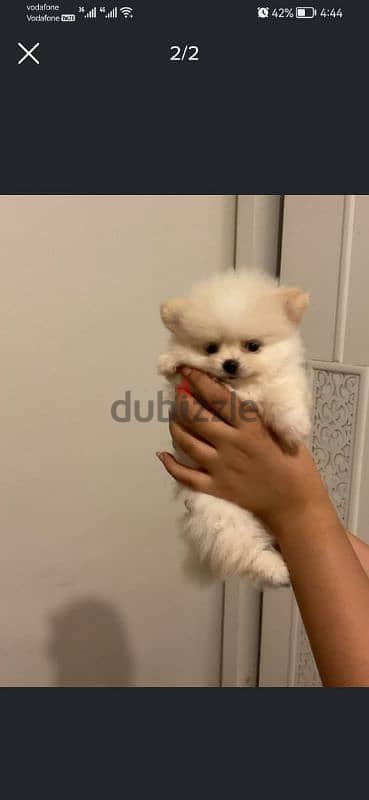 pomarenian puppy  كلب بومارنين