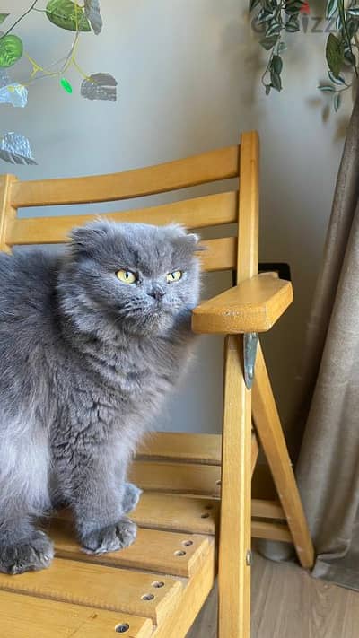 Blue Scottish fold female kitten