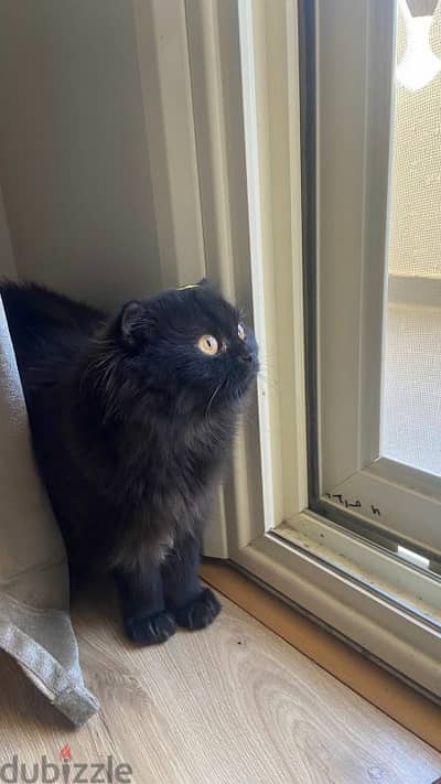 Dark Scottish Fold boy