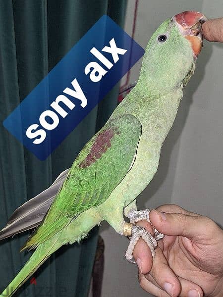 دره اميركى . . . Sony alx 1