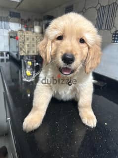 Golden retriever male puppy 0