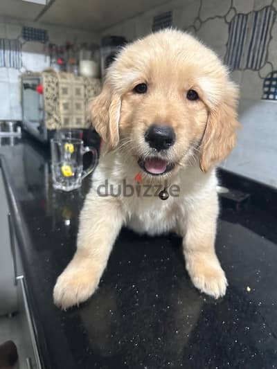 Golden retriever male puppy