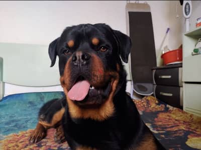 male rottweiler for matting دكر روت فايلر للزواج