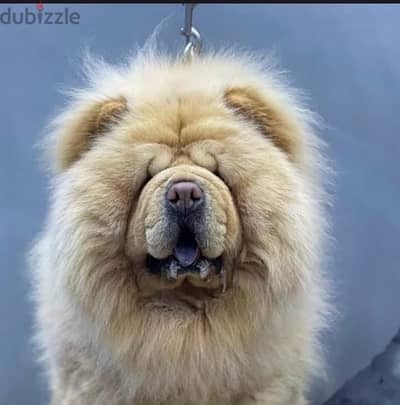 تشاو تشاو chow chow