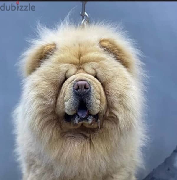 تشاو تشاو chow chow 0