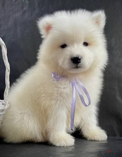 Siberian Samoyed puppies , female.