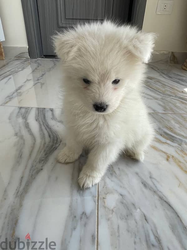 Siberian Samoyed puppies , female. 1