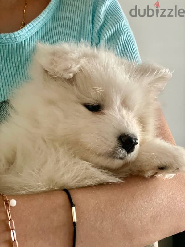 Siberian Samoyed puppies , female. 2