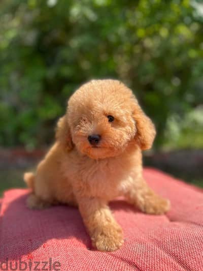 Poodle Dog For Sale, vaccinated - Imported Parents