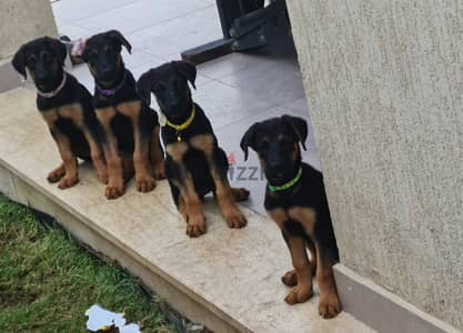 Doberman / German shepherd cross  دوبرمان جرمن مكس