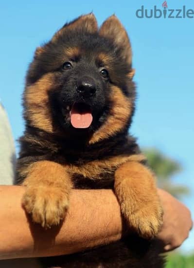 جيرمن شيبرد German shepherd puppy showline long hair pure بيور 100%