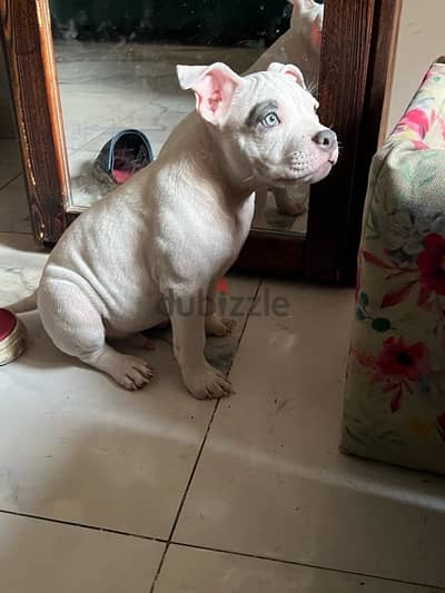 american bully puppies