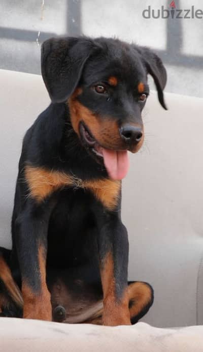 Rottweiler puppy جرو روت رودفايلر