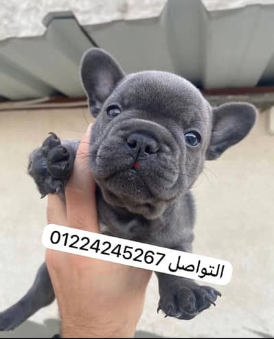 french bulldogs  فرنش بولدج