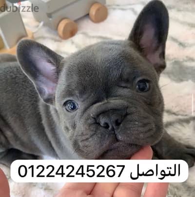 french bulldoga blue