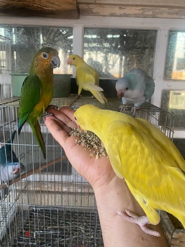 parrots for sale 1