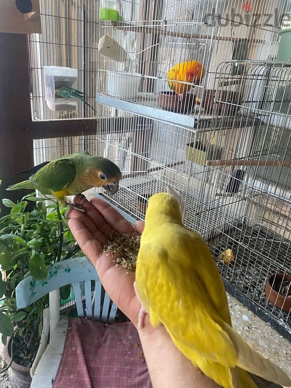 parrots for sale 2